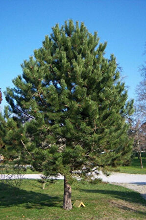 Karaçam Fidanı (Pinus nigra) - 50-60 cm Boyunda Dayanıklı ve Hızlı Büyüyen İğne Yapraklı Ağaç