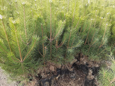 Karaçam Fidanı (Pinus nigra) - 50-60 cm Boyunda Dayanıklı ve Hızlı Büyüyen İğne Yapraklı Ağaç