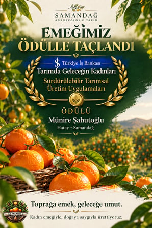 Samandağ Mandalina 8 kg kasa