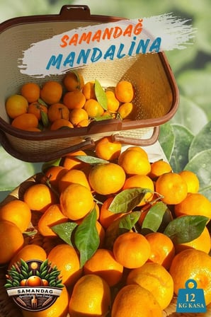 Samandağ Mandalina 12 kg kasa 