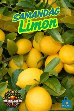 Limon 10 kg Dalından Taze