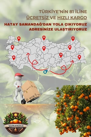 Limon 8 kg Dalından Taze