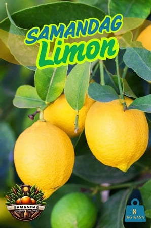 Limon 8 kg Dalından Taze