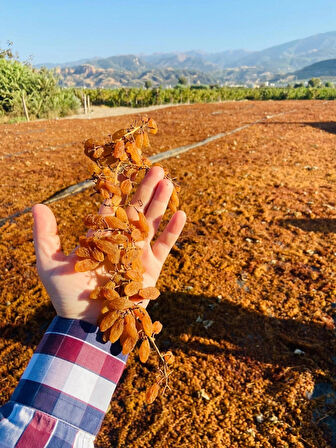 Manisa Çekirdeksiz Kuru Üzümü 1. Kalite 500gr