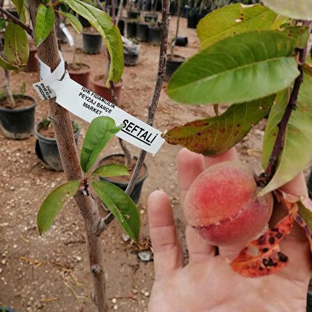 6 yaş saksılı şeftali ağacı bursa yarma