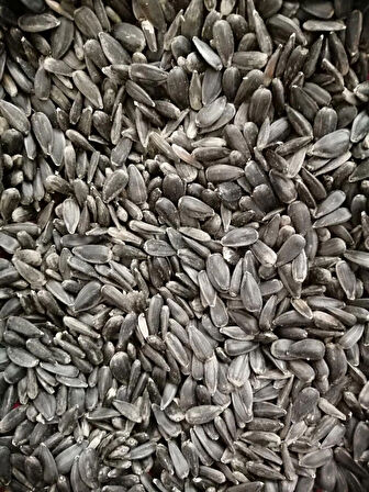Siyah Kabuklu Ay Çekirdeği Güvercin Horoz Kanatlı Yemi 1 Kg