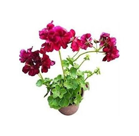 Sakız Sardunya Fidanı Bordo 10-20 Cm