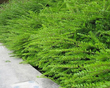 Bodur Hanımeli [lonicera Nitida] Fidanı Bodur Çit Bitkisi 1-2 yaş arası saksılı