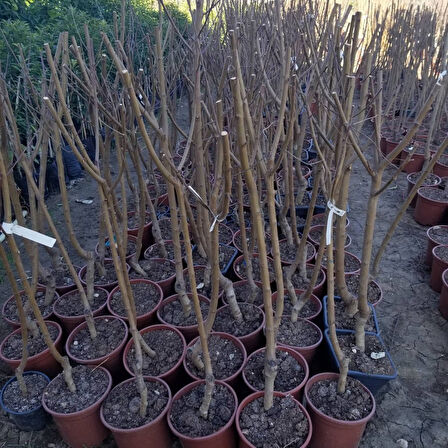 4 Yaş Aşılı Şeftali Fidanı SPRİNG GRASS, Saksıda 