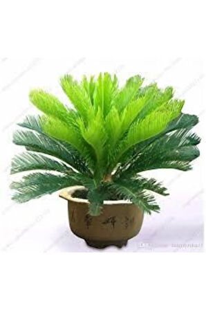 5 Adet Tohum Skas Sikas Palmiye Ağacı Tohumu Nadir Palmiye Skas Palmiyesi Tohumu