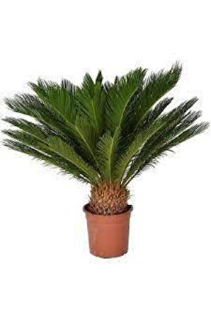 5 Adet Tohum Skas Sikas Palmiye Ağacı Tohumu Nadir Palmiye Skas Palmiyesi Tohumu