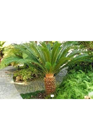 5 Adet Tohum Skas Sikas Palmiye Ağacı Tohumu Nadir Palmiye Skas Palmiyesi Tohumu