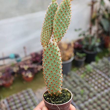 Tavşan Kaktüs / SARI Dikenli (Opuntia Microdasys Albata), 5.5 Cm Saksıda