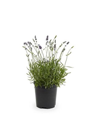 Teras Balkon İçin Lavanta Fidanı 10-20 Cm