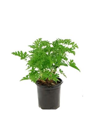 Limon Kokulu Itır Fidanı 10-20 cm