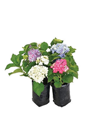Hydrangea Mocnophylla Ortanca Çiçeği, Ortanca Fidanı 1 Adet