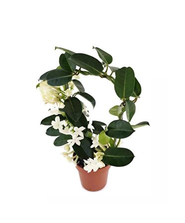 Saksıda Kokulu Madagaskar Yasemini Stephanotis Floribunda