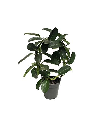 Saksıda Kokulu Madagaskar Yasemini Stephanotis Floribunda