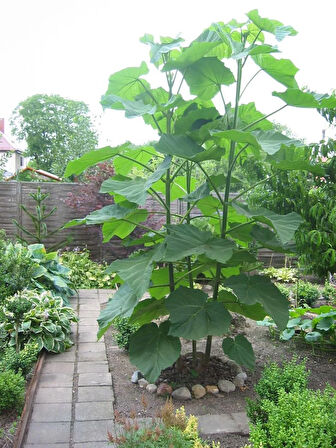 Pavlonya Fidanı (Paulownia ) - Hızlı Büyüyen Ağaç, Gösterişli Yapraklı Bahçe ve Peyzaj Bitkisi 1 yaş 10-15 cm