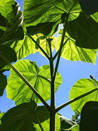 Pavlonya Fidanı (Paulownia ) - Hızlı Büyüyen Ağaç, Gösterişli Yapraklı Bahçe ve Peyzaj Bitkisi 1 yaş 10-15 cm