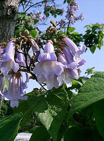 Pavlonya Fidanı (Paulownia ) - Hızlı Büyüyen Ağaç, Gösterişli Yapraklı Bahçe ve Peyzaj Bitkisi 1 yaş 10-15 cm