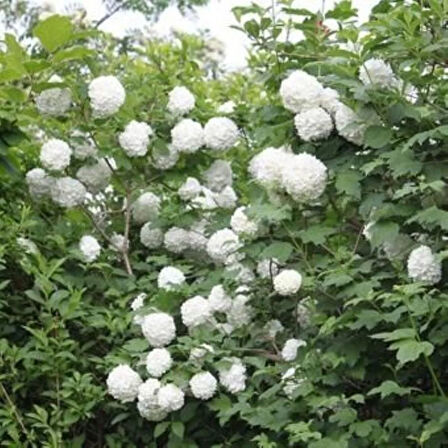 Çınar Kartopu (Viburnum opulus) - Bahçeniz İçin Hoş Kokulu ve Gösterişli Çalı[2 yaş tüplü]