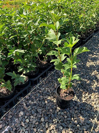 Çınar Kartopu (Viburnum opulus) - Bahçeniz İçin Hoş Kokulu ve Gösterişli Çalı[2 yaş tüplü]