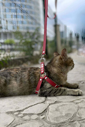 Deri Kedi Harness , Kedi Gezdirme Tasması - NPC005