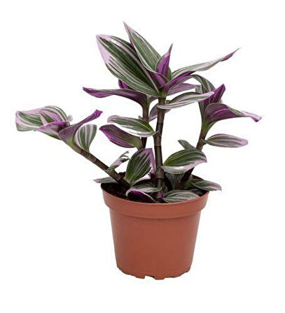 Pembe Telgraf Çiçeği Tradescantia Nanouk 15-25 Cm 