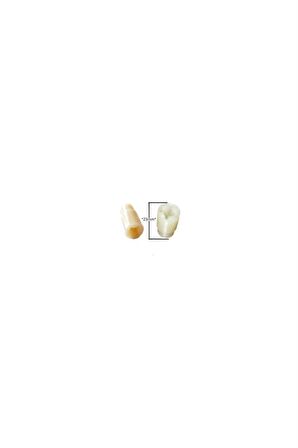 K1261rhb Blender Dişli Kavraması