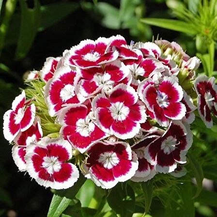 HÜSNÜ YUSUF ÇİÇEĞİ 20 ADET