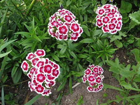 HÜSNÜ YUSUF ÇİÇEĞİ 20 ADET