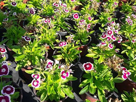 HÜSNÜ YUSUF ÇİÇEĞİ 20 ADET