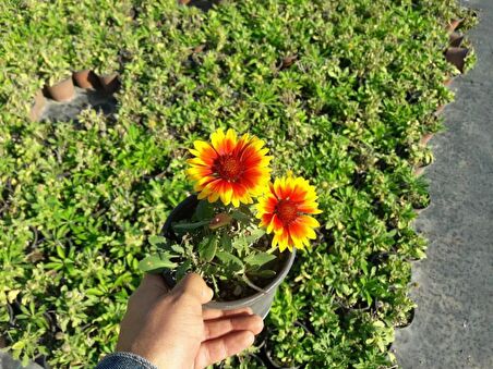 GAYRET ÇİÇEĞİ 5 ADET 'Gaillardia Grandiflora'