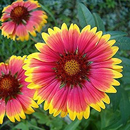 GAYRET ÇİÇEĞİ 50 ADET 'Gaillardia Grandiflora'