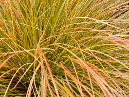 CAREX TESTECEA 5 ADET - OTSU YER ÖRTÜCÜ BİTKİ
