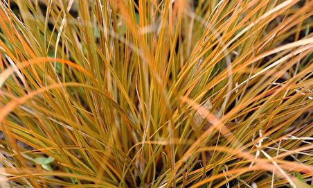CAREX TESTECEA 5 ADET - OTSU YER ÖRTÜCÜ BİTKİ
