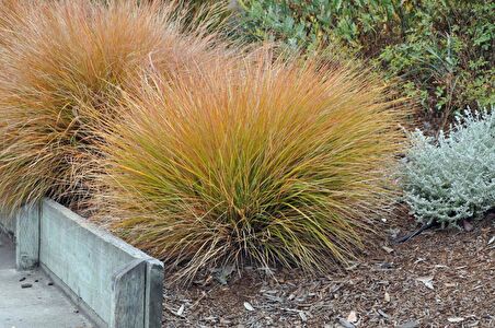CAREX TESTECEA 5 ADET - OTSU YER ÖRTÜCÜ BİTKİ