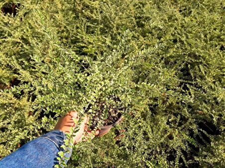 HANIMELİ ÇİT BİTKİSİ 20 ADET 'Lonicera Lemon Beauty'
