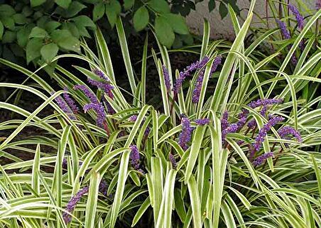 ÇİM ZAMBAĞI 20 ADET 'Liriope Muscari Variegata'