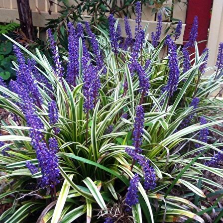 ÇİM ZAMBAĞI 5 ADET 'Liriope Muscari Variegata'