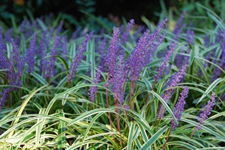 ÇİM ZAMBAĞI 5 ADET 'Liriope Muscari Variegata'