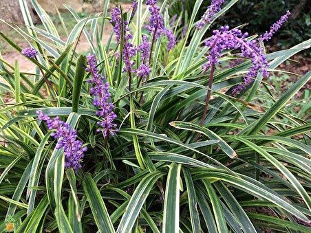 ÇİM ZAMBAĞI 5 ADET 'Liriope Muscari Variegata'