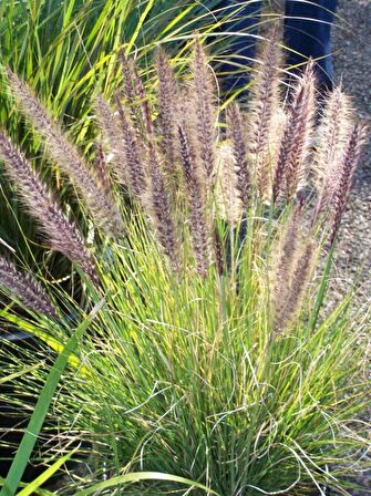 PENNİSETUM OTSU BİTKİ 5 ADET