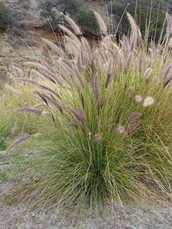 PENNİSETUM OTSU BİTKİ 3 ADET