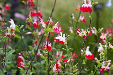 SÜS ADAÇAYI 10 ADET - Salvia Microphylla 'Hot Lips'