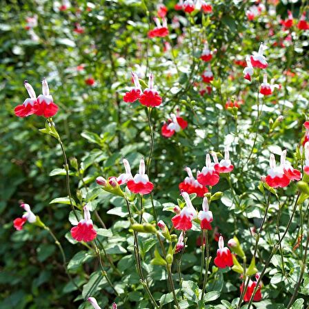 SÜS ADAÇAYI 10 ADET - Salvia Microphylla 'Hot Lips'
