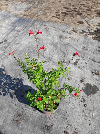 SÜS ADAÇAYI 10 ADET - Salvia Microphylla 'Hot Lips'