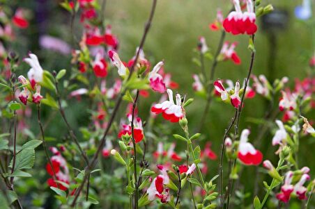 SÜS ADAÇAYI - Salvia Microphylla 'Hot Lips'