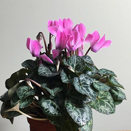 PEMBE SİKLAMEN ÇİÇEĞİ 5 ADET